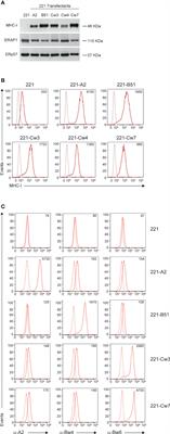 ERAP1 Controls the Interaction of the Inhibitory Receptor KIR3DL1 With HLA-B51:01 by Affecting Natural Killer Cell Function